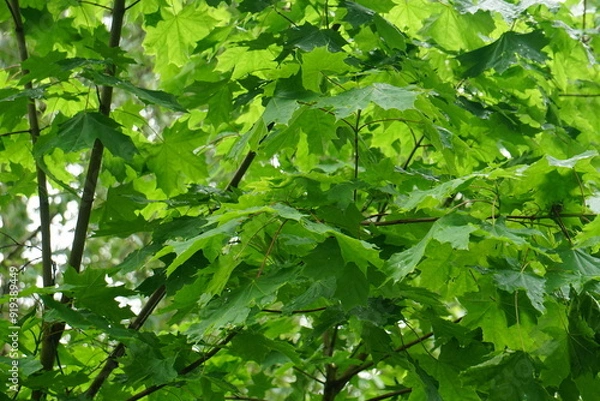 Fototapeta the wet maple leaves with raindrops. green maple leaves after rain in rain drops green leaves background