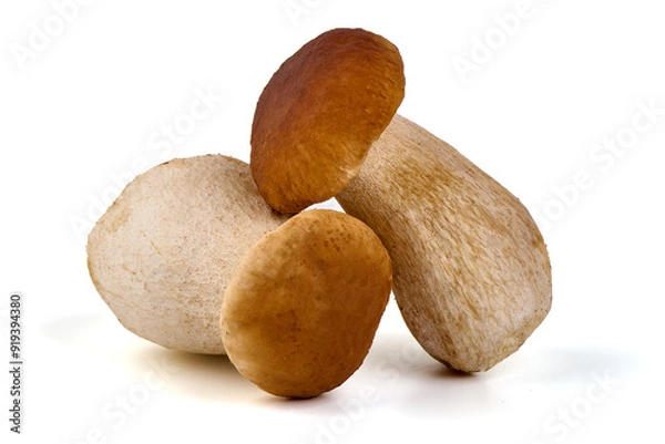 Fototapeta Boletus mushroom, isolated on white background.