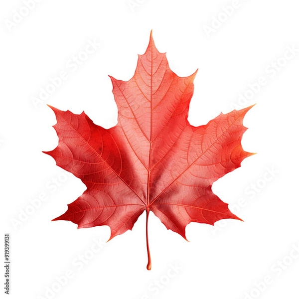 Fototapeta Maple leaf isolated on transparent background png