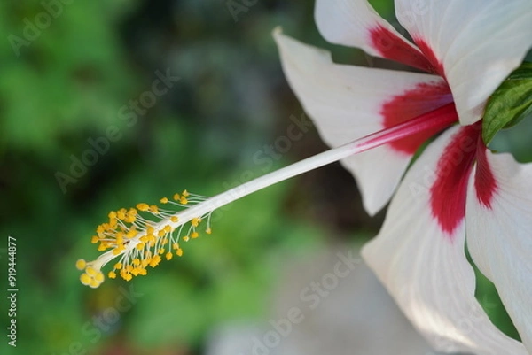 Obraz white hibiscus