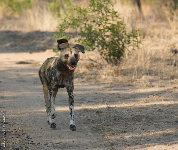 Obraz African wild dog