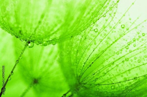 Fototapeta dandelion