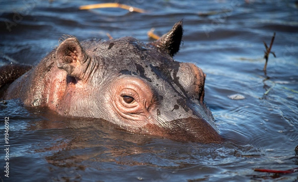 Fototapeta The hippopotamus, hippopotamuses or hippopotami, Hippopotamus amphibius, also shortened to hippo, at Chobe River in Botswana