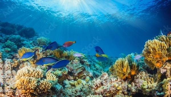 Obraz coral reef and diver