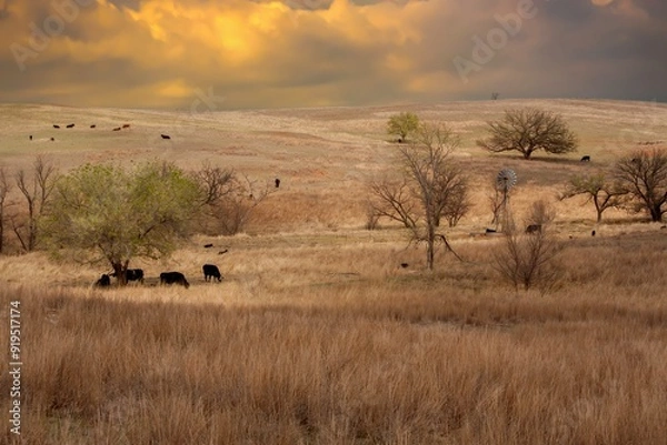 Fototapeta A cattle ranch  with black angus cattle and a windmill in the Oklahome panhandle.