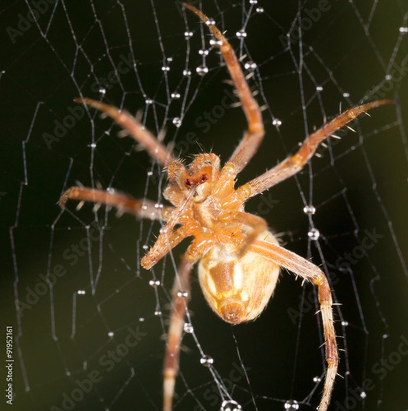 Obraz Spider in nature. super macro