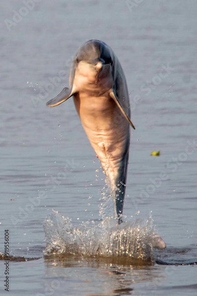Obraz dolphin jumps from the river