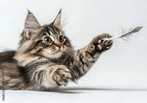 Obraz Gattino che gioca