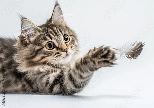 Obraz Gattino che gioca