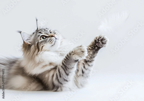 Obraz Gattino che gioca