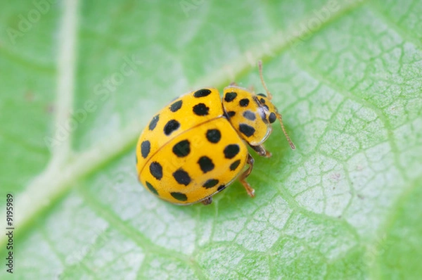 Obraz Detail of yellow ladybird  (Psyllobora vigintiduopunctata)