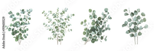 Fototapeta Eucalyptus Branches isolated on transparent png background