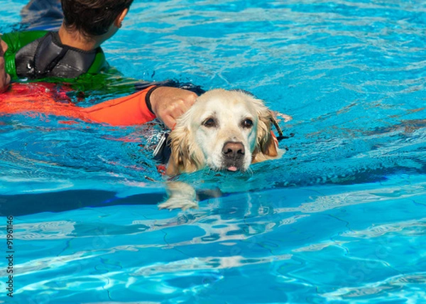 Fototapeta Lifeguard dog