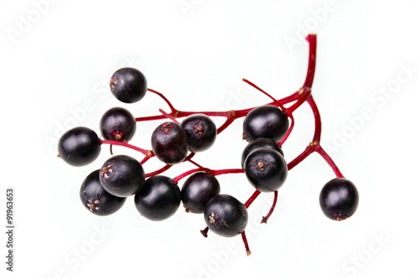 Fototapeta Black elderberry