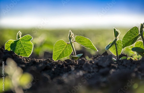 Obraz Young sprouts of the agricultural soybean plant grow in a row in the field in the suny day. Plants in the open field. Selective focus.