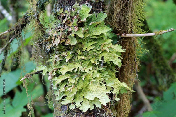 Obraz Lung Lichen - Lobaria pulmonaria