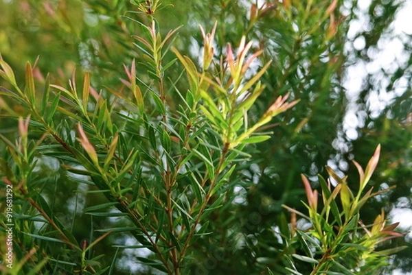Fototapeta Melaleuca bracteata macro leaves small world 