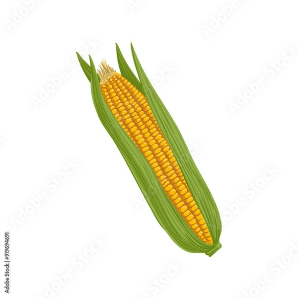 Fototapeta vector drawing vegetable, corn cob isolated at white background, hand drawn illustration