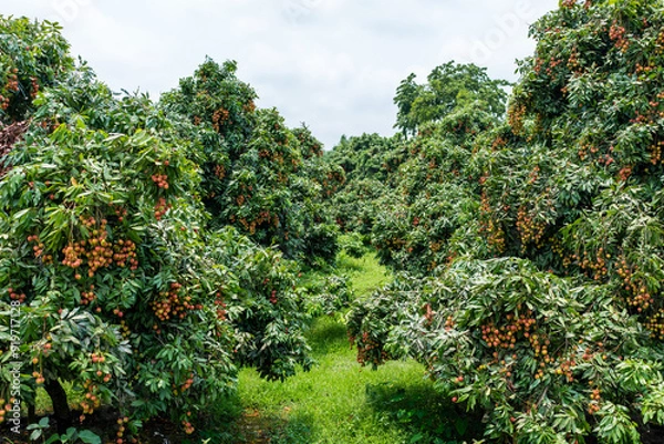Obraz Ripe lychees in lychee garden, orchard. Vibrant colors and juicy sweetness of this tropical delight, straight from the orchard to your table. Lychee, Litchi, Lichee, fruit
