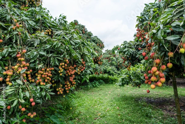 Obraz Ripe lychees in lychee garden, orchard. Vibrant colors and juicy sweetness of this tropical delight, straight from the orchard to your table. Lychee, Litchi, Lichee, fruit