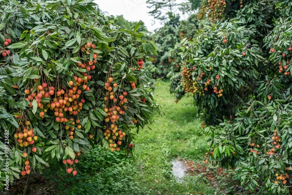 Obraz Ripe lychees in lychee garden, orchard. Vibrant colors and juicy sweetness of this tropical delight, straight from the orchard to your table. Lychee, Litchi, Lichee, fruit
