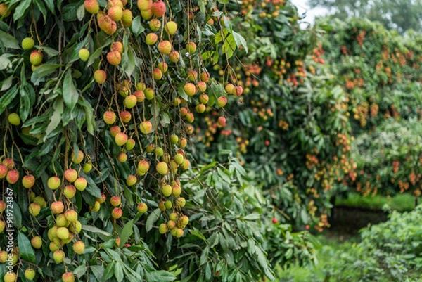 Fototapeta Ripe lychees in lychee garden, orchard. Vibrant colors and juicy sweetness of this tropical delight, straight from the orchard to your table. Lychee, Litchi, Lichee, fruit