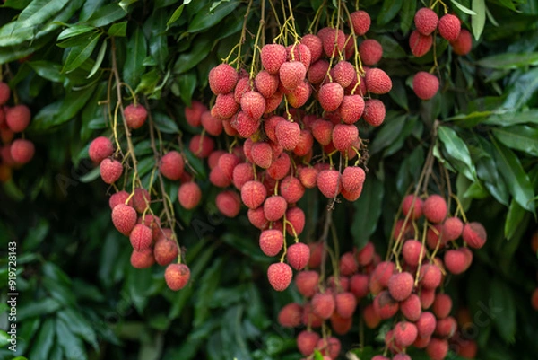 Obraz Ripe lychees in lychee garden, orchard. Vibrant colors and juicy sweetness of this tropical delight, straight from the orchard to your table. Lychee, Litchi, Lichee, fruit