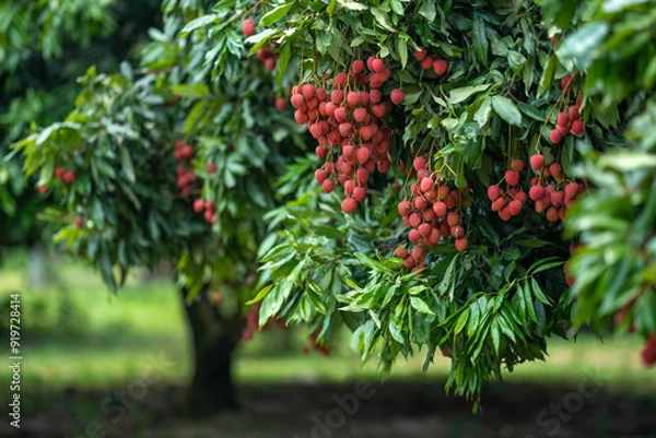 Obraz Ripe lychees in lychee garden, orchard. Vibrant colors and juicy sweetness of this tropical delight, straight from the orchard to your table. Lychee, Litchi, Lichee, fruit