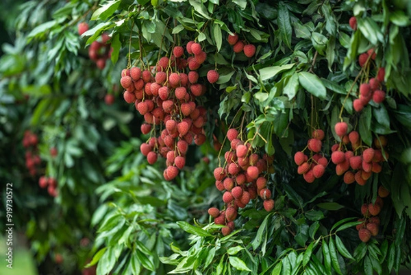 Fototapeta Ripe lychees in lychee garden, orchard. Vibrant colors and juicy sweetness of this tropical delight, straight from the orchard to your table. Lychee, Litchi, Lichee, fruit