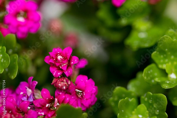 Fototapeta カランコエ