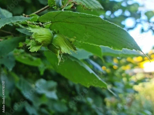 Obraz Hazelnuts on a branch