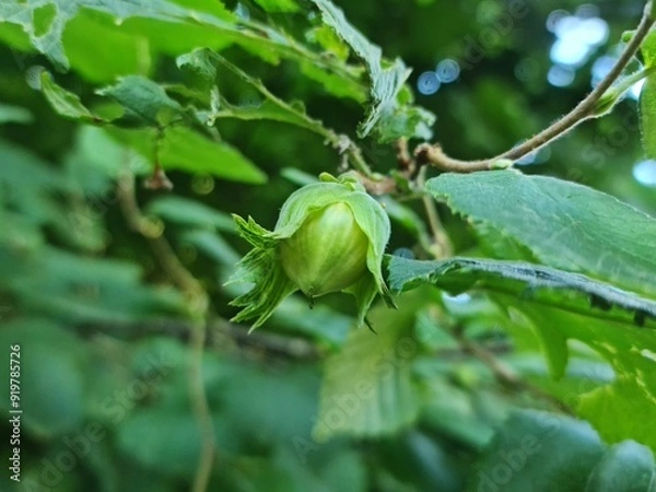 Obraz Hazelnuts