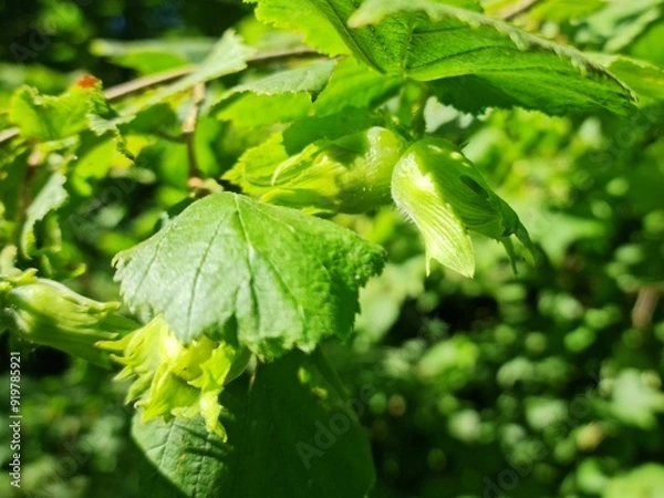 Obraz Hazelnuts on a hazel.