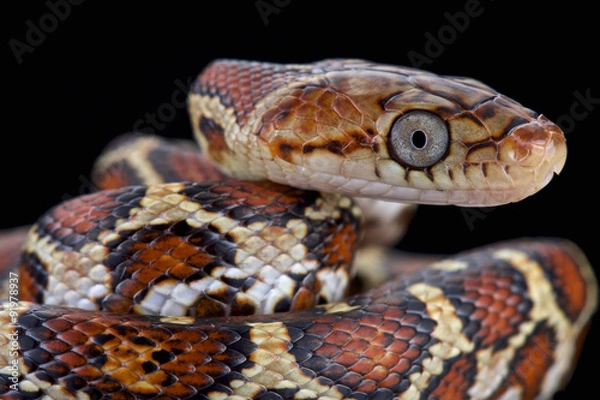 Obraz Yellow-red Rat Snake (Pseudelaphe flavirufa)