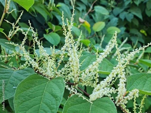 Obraz eynoutria japonica