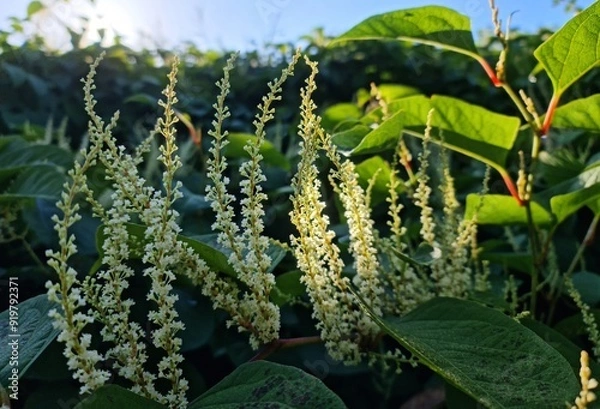 Obraz eynoutria japonica