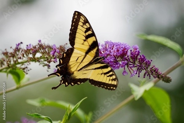 Obraz butterfly on a flower