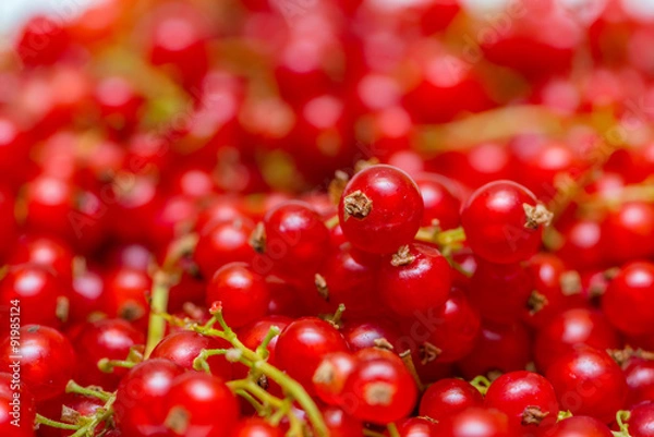 Obraz Background made of red currant berries