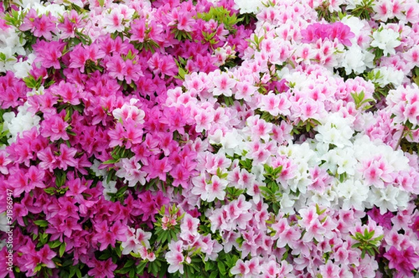 Fototapeta ツツジ