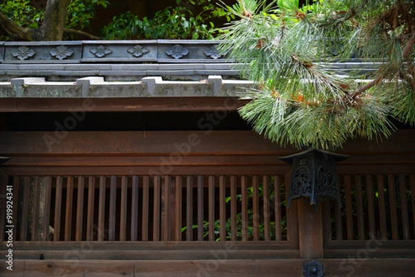 Fototapeta 松の木