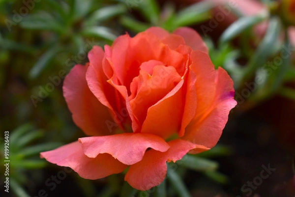 Fototapeta Orange flower