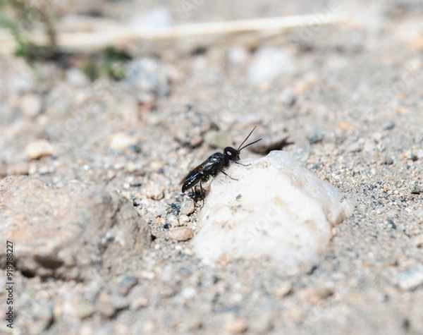 Fototapeta A Square headed wasp Genus Astata hunting from a rock in Colorado natural landscape