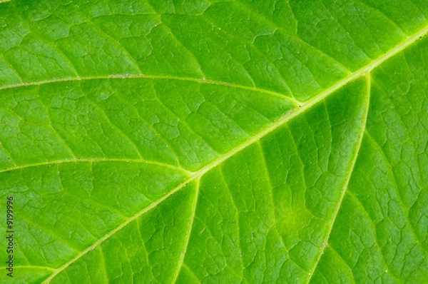 Fototapeta Texture of a green leaf of a plant close up
