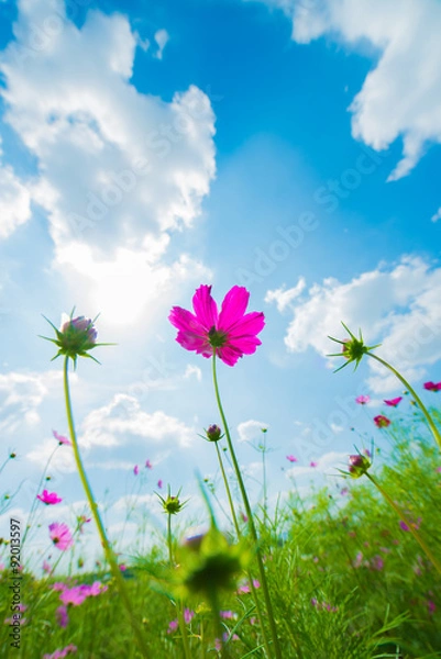 Obraz 青空と赤いコスモス