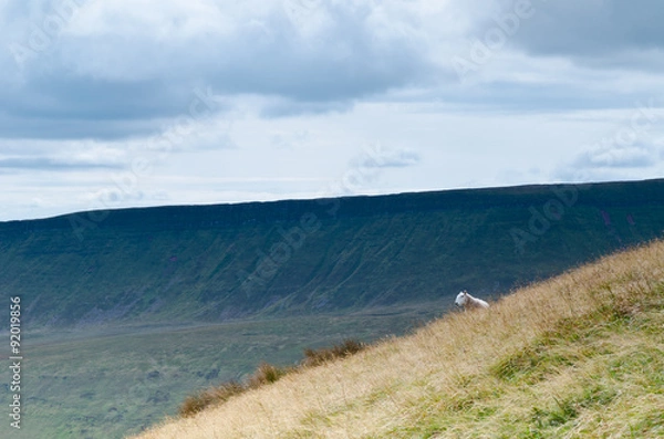 Obraz Brecon Beacons lone sheep