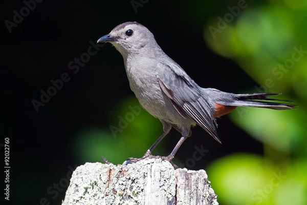 Fototapeta Gray Catbird