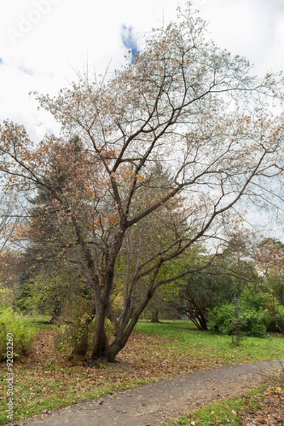 Obraz Trees on the white background