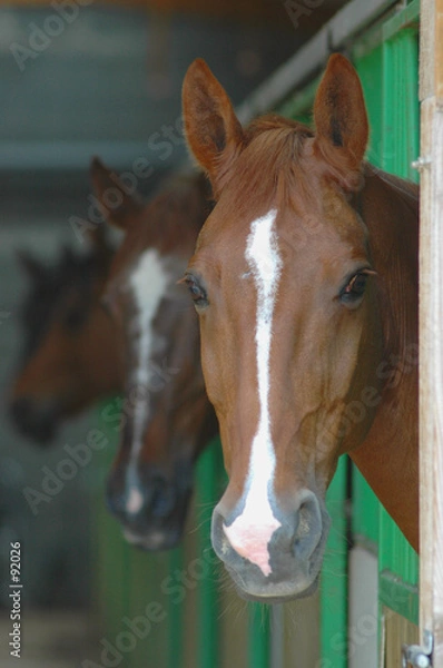 Obraz tête cheval au boxe