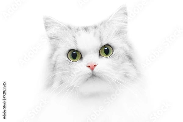 Obraz Unusual cat portrait