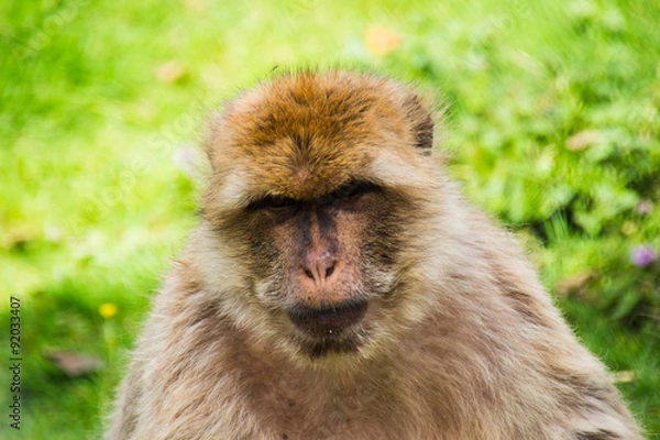Fototapeta Berberaffe böse schauen